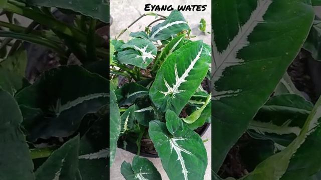 Merawat Syngonium Wendlandii