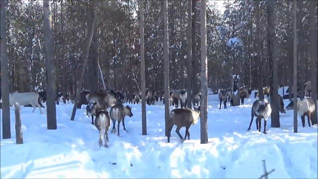 Олени на дороге.  Путь домой.