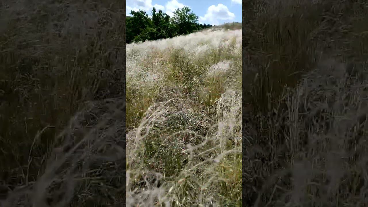 Beautiful feather grass in the wind steppe and forest Красивый ковыль на ветру степь и лес 风草原和森林中美丽