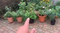 Best Performing Roses in my Garden and Why | English Rose Garden Tour | David Austin roses