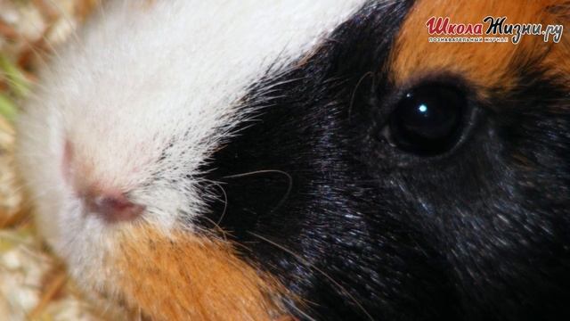 Чем Хороша Морская Свинка_ Ничего от Свиньи и ни Грамма от Моря