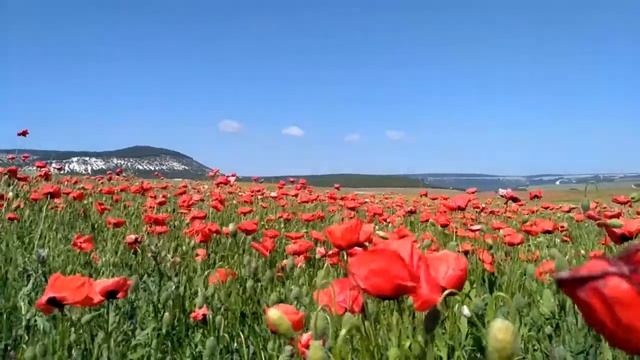 Крым. Маки цветут. 15 мая 2018