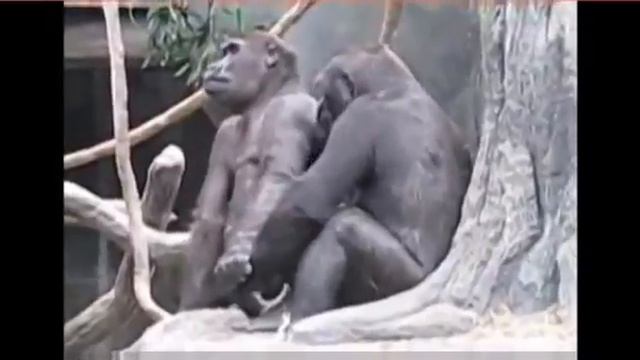 Best Funny pair of Gorilla mating