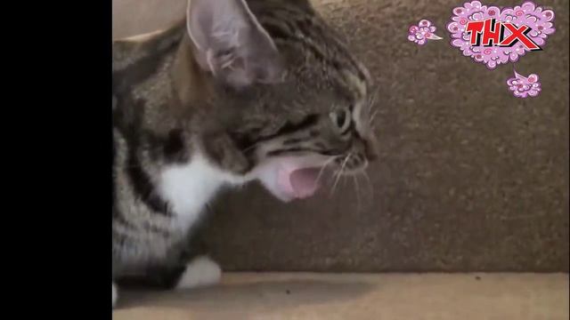 Смешной видосик с котами ?