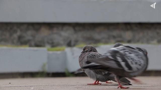 1407 БЛАГОУСТРОЙСТВО В НОРИЛЬСКЕ ГОРОД БУДУЩЕГО