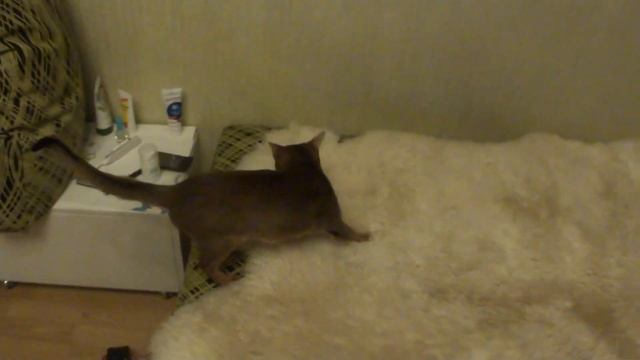 Абиссинская кошка, знакомство с овечьей шкурой :) ( smartaby.com )