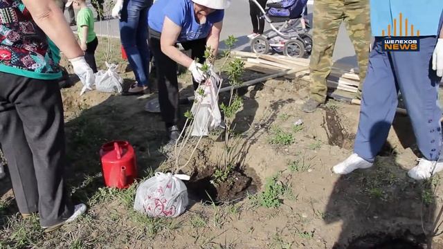 В ШЕЛЕХОВЕ ЗАЦВЕТЕТ СИРЕНЬ ПОБЕДЫ