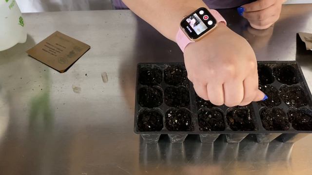 Petunias from seeds