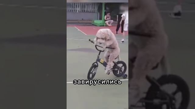 Пёс ездит на велосипеде получше некоторых людей [OGN]