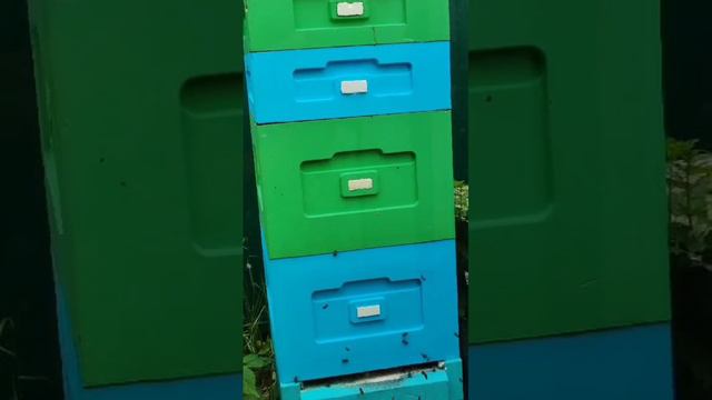 Облет пчел.