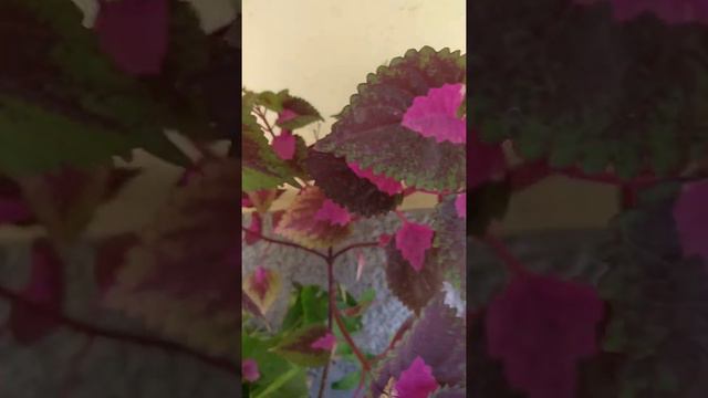 coleus flowers | Prema's Garden