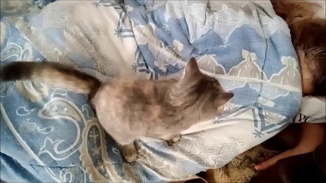 Кошечка массажистка
