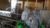 Милые крольчата пьют укропную водичку