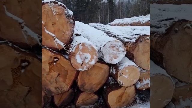 Пиловочник для сруба
