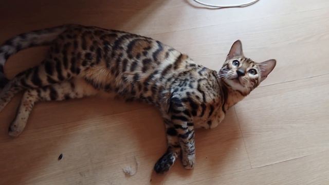 шикарный бенгальский котик в разведение)