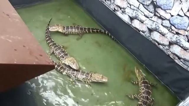 Крокодиловый каньон Кабардинка  Crocodile canyon Kabardinka