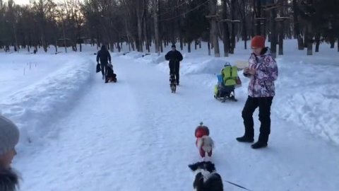 Весенние прогулки с собакой ши-тцу || Игры с собакой на улице!