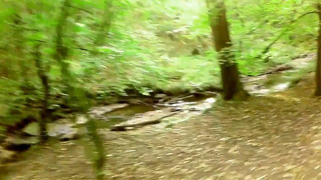 Bicycling At Hilden Forest, Germany.
