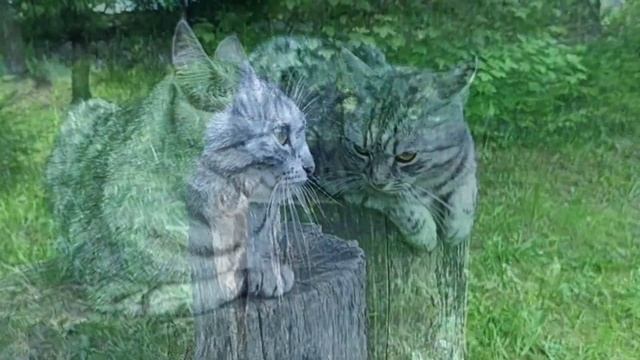 Кошка Муся позирует перед камерой? /Красивая кошка на природе /Кошка сидит на колоде
