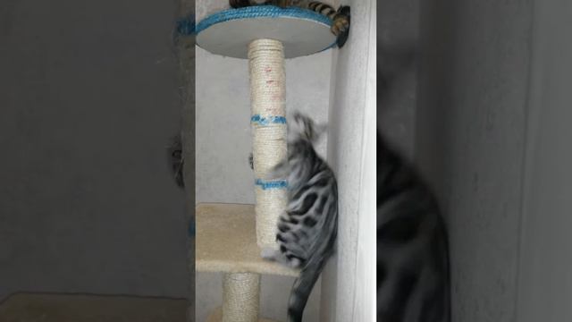 Бенгальские котята