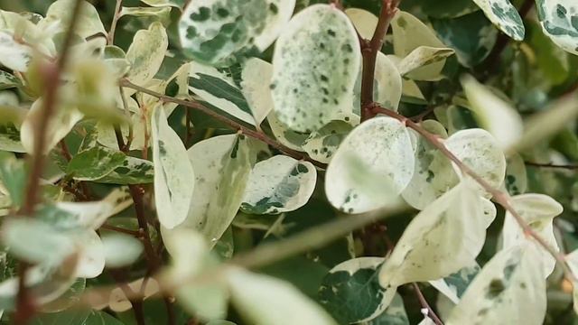 385.Beautiful plant Snow Bush .