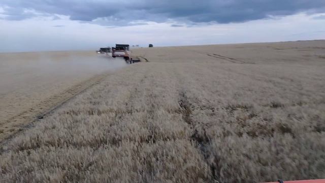 Дожди нас замедляют... Но не останавливают 😉🚜🌾🌾🌾