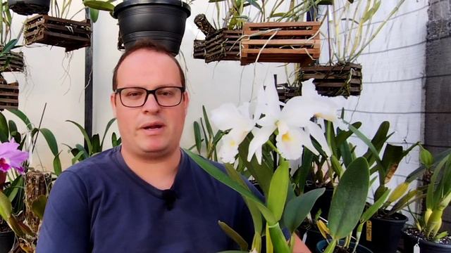 Cultivo da Cattleya Labiata - Orquídea rainha do Nordeste.