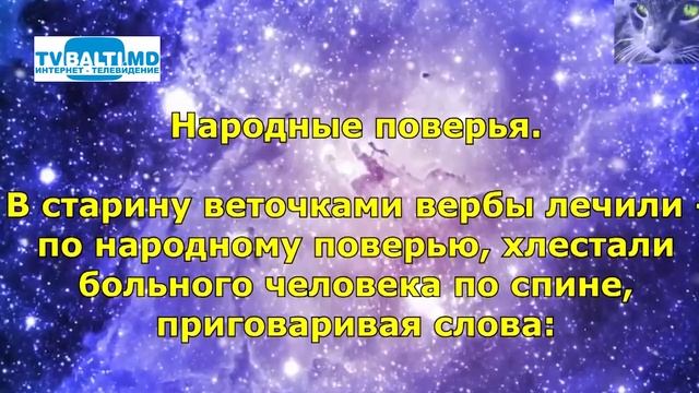 Вербная неделя. Что можно и что нельзя делать? 16 04 19