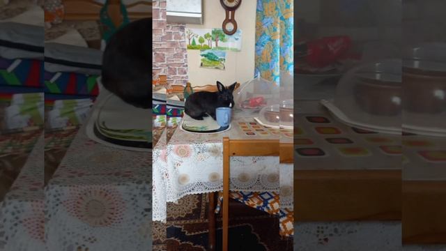 Жизнь кролика