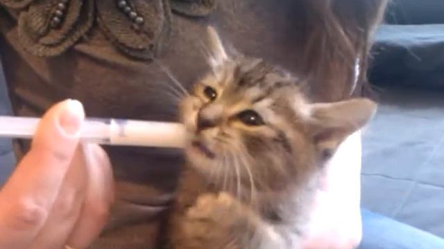 Котяйка пьет лекарство.3gp