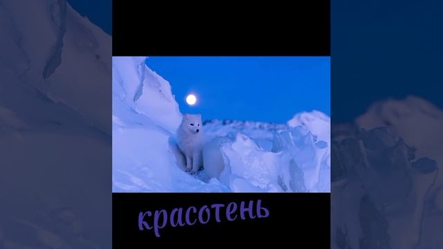 красотень