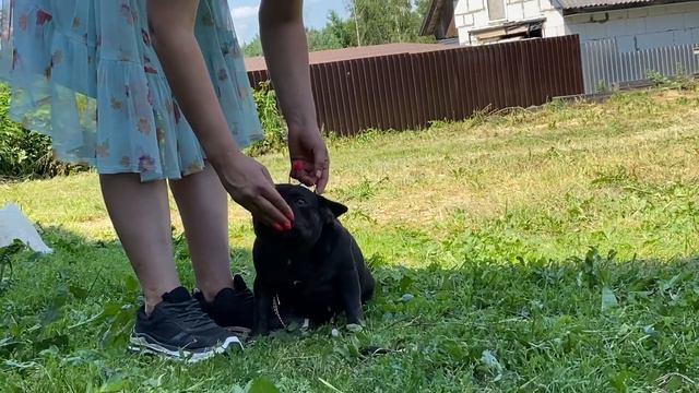 Готовимся к выставке ! Даша, Кокосик и Ники