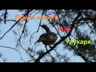 Поиск нового тока глухаря. Подготовка к весеннему открытию (если не закроют)