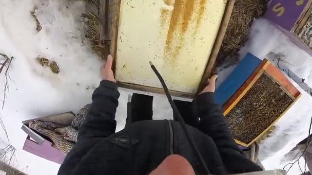 сокращение пчёл весной