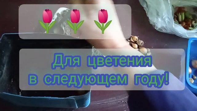Цветёт мирабелис, сажаю тюльпаны в ёмкости???