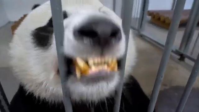 •Смышлёный и понятливый Жуи?В Московском зоопарке прошёл регулярный осмотр панд?