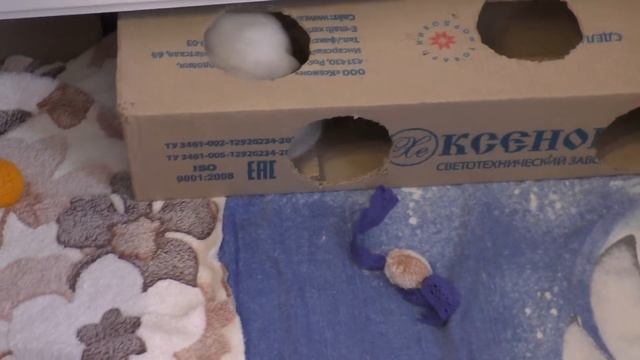Котенок ползает  на спине, играет в коробке