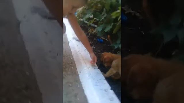 собака есть арбузы