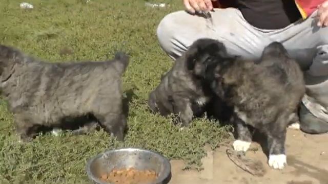 Продаются щенки кавказской овчарки.