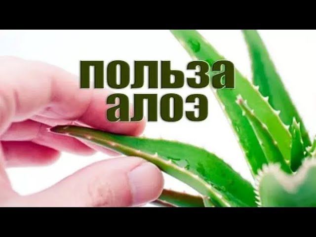 Что же на самом деле содержит в себе сок и мякоть алоэ - вера?!?