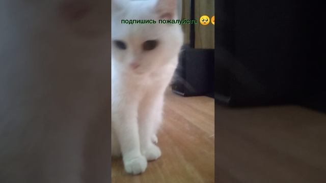 подпишись пожалуйста?