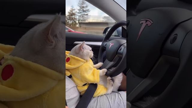 Cat drive a Car  🚗 Funny video 😂🤣 #shorts #shortvideo