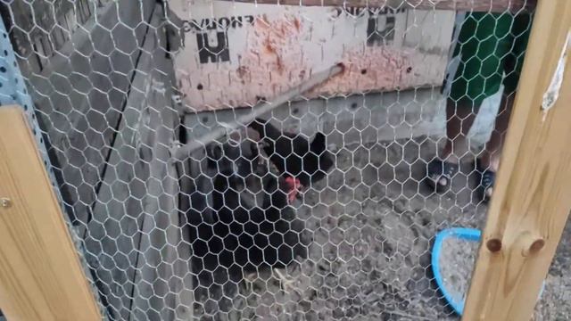 Как обрезать курам (цесаркам) крылья. Часть 1.