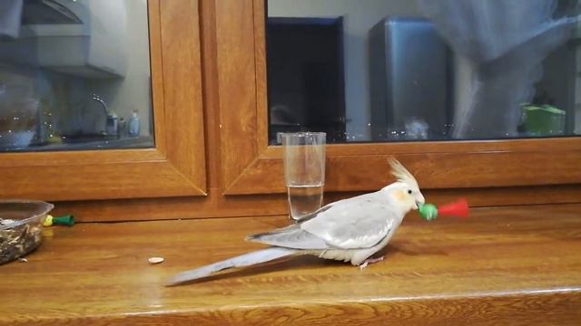 Кореллы Лютик, Пикси и Пепси / Paigle, Pixie and Pepsi the cockatiels