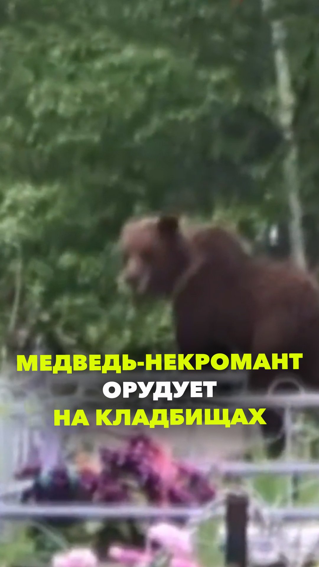 Медведь обшаривает могилы на кладбище в Иркутской области в поисках угощений