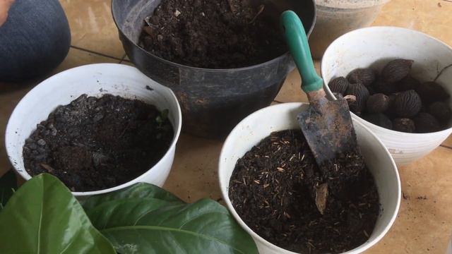 REPOTTING ANTHURIUM HOOKERI BIAR MAKIN CANTIK #Anthurium #Hookeri #Repotting #Plants
