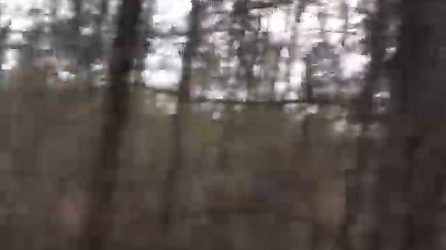 Лайки