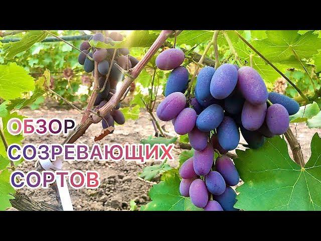 Виноград созревший и созревающий.