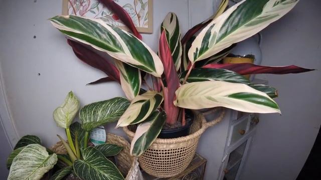 Tricolour Stromanthe (Stella) Time-Lapse 16Hours