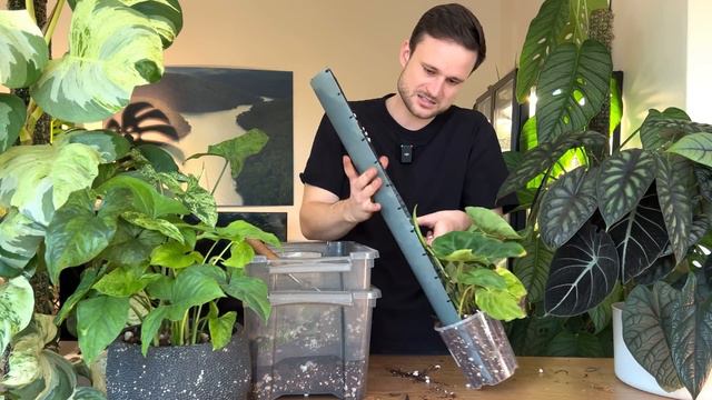 PLANT RESCUE - saving a Philodendron from my local nursery (includes 10 months of updates)